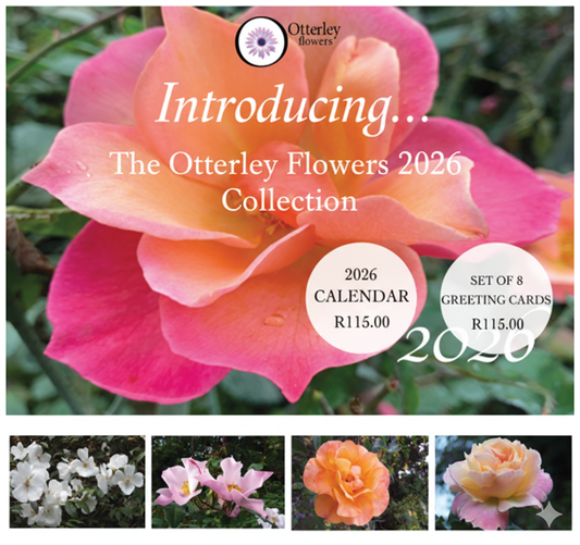 2026 Rose Calendar and Cards